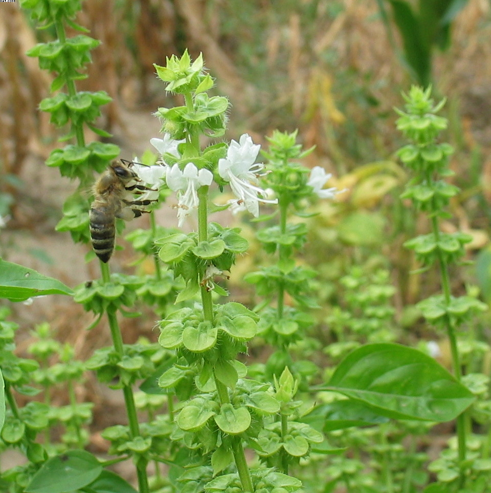 Bee on basil (cropped)