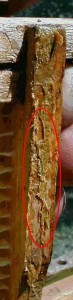 Propóleos sobre peine de miel (verde) (detalle2)